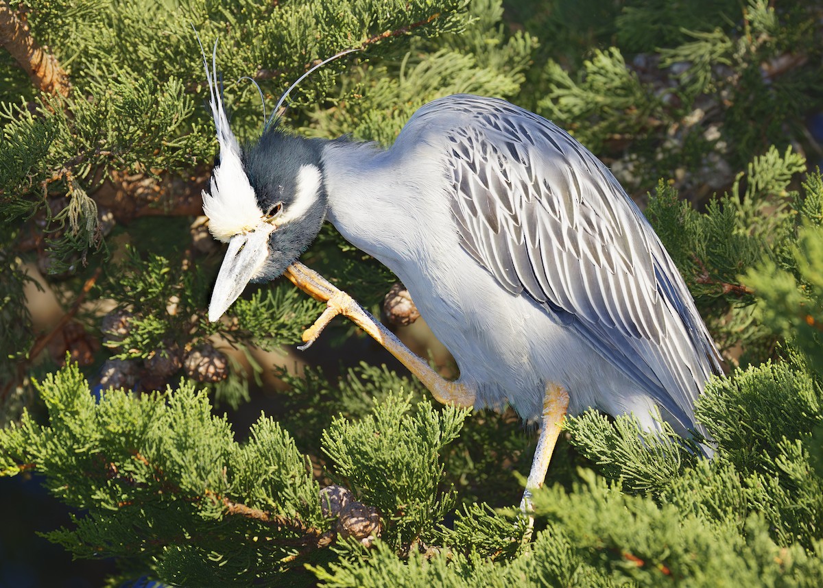 Квак чорногорлий - ML648766524