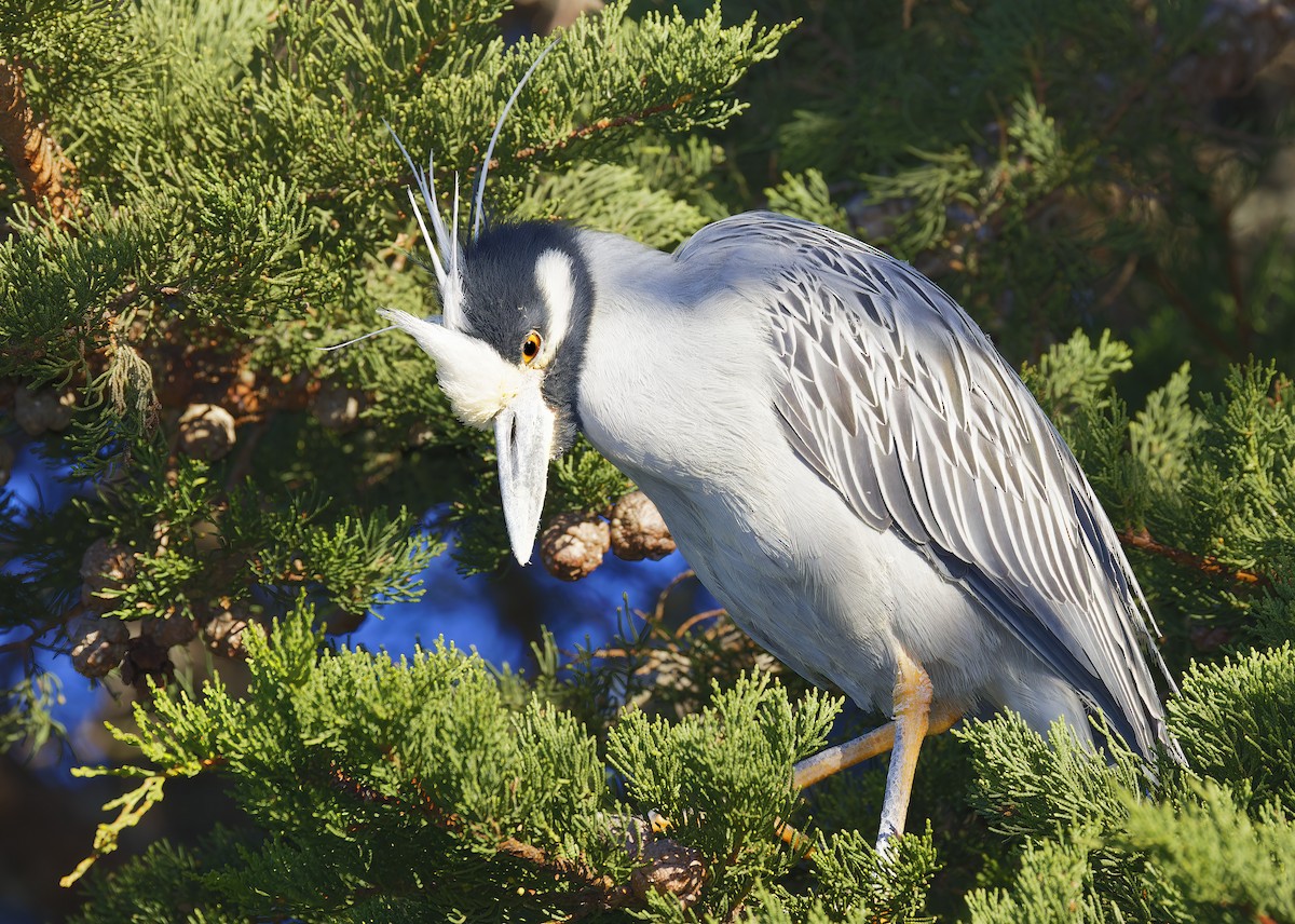 Квак чорногорлий - ML648766525