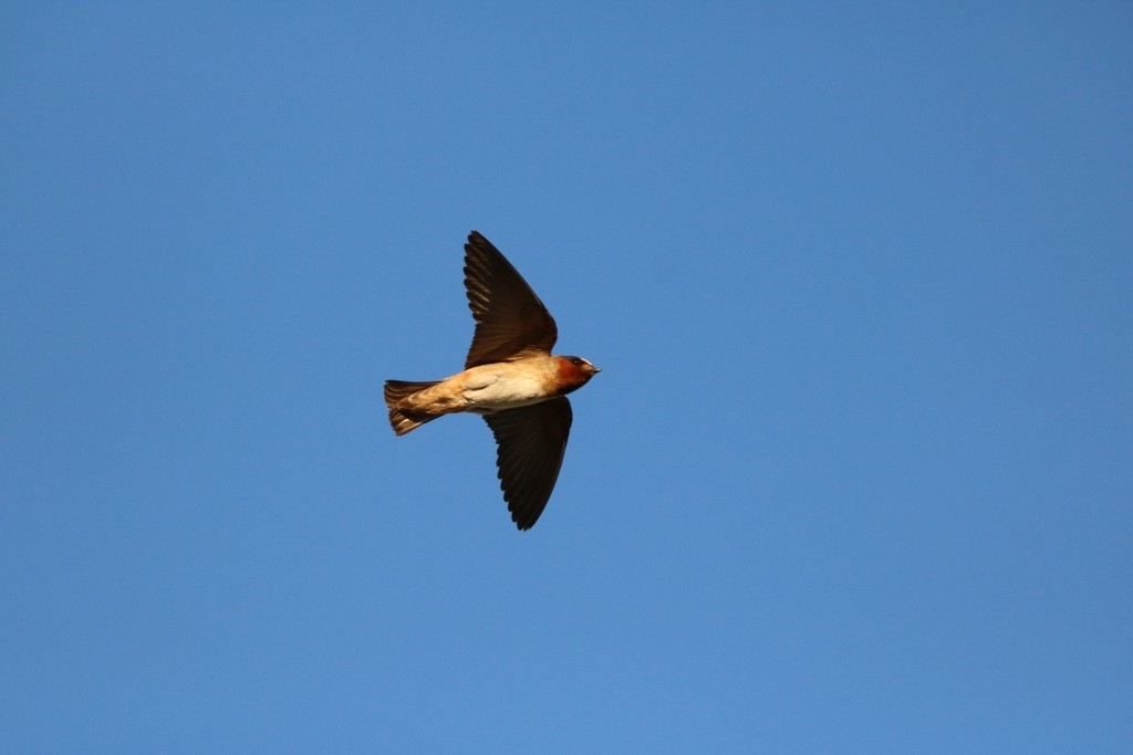 サンショクツバメ - ML648766690