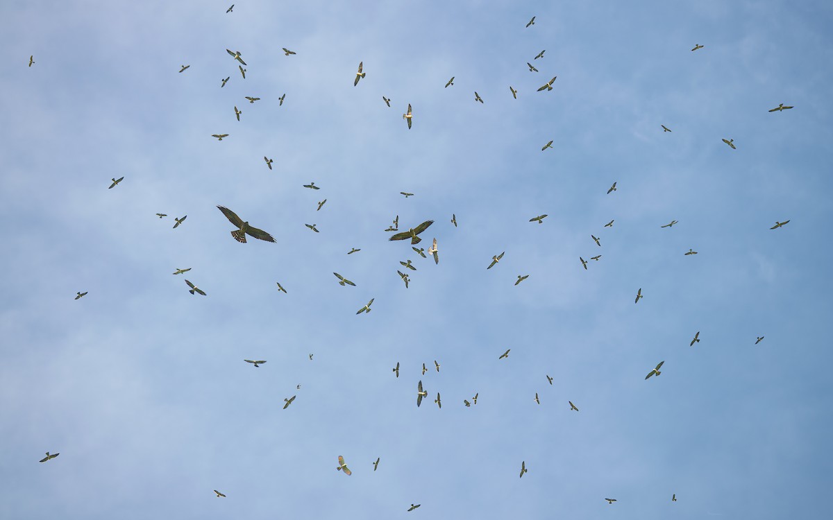 Mississippi Kite - ML648766763