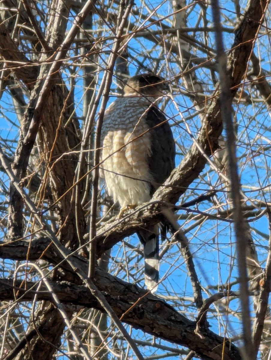 jestřáb americký - ML648766914