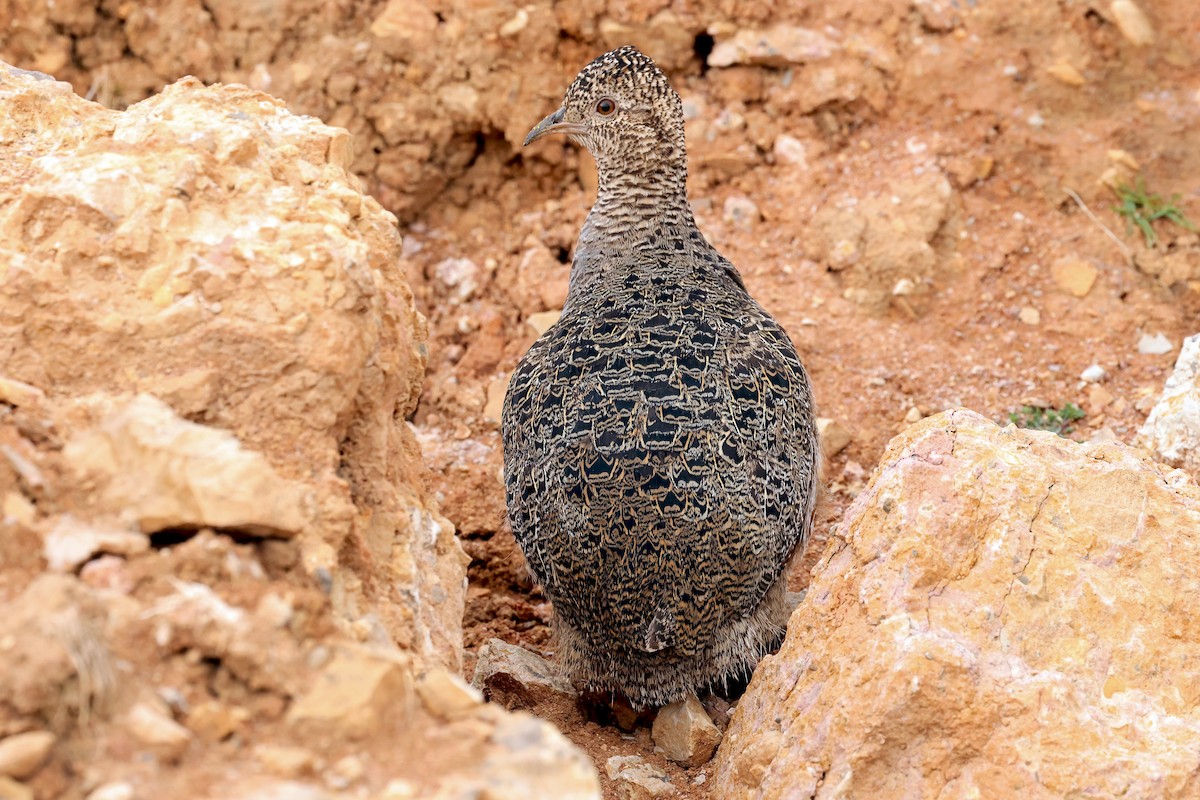 Ornate Tinamou - ML648767065