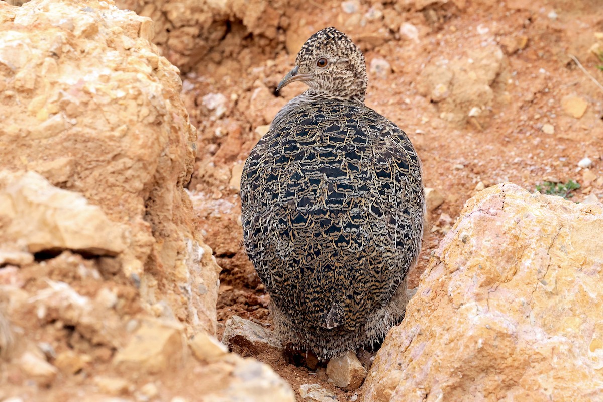 Ornate Tinamou - ML648767066