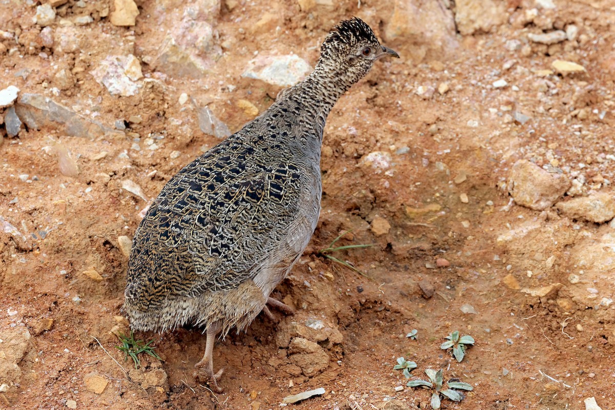 Ornate Tinamou - ML648767067