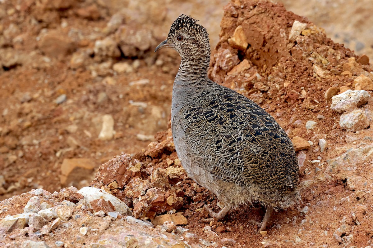 Ornate Tinamou - ML648767069