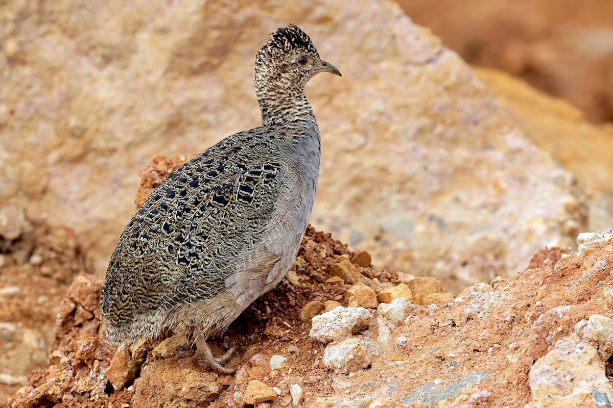 Ornate Tinamou - ML648767072