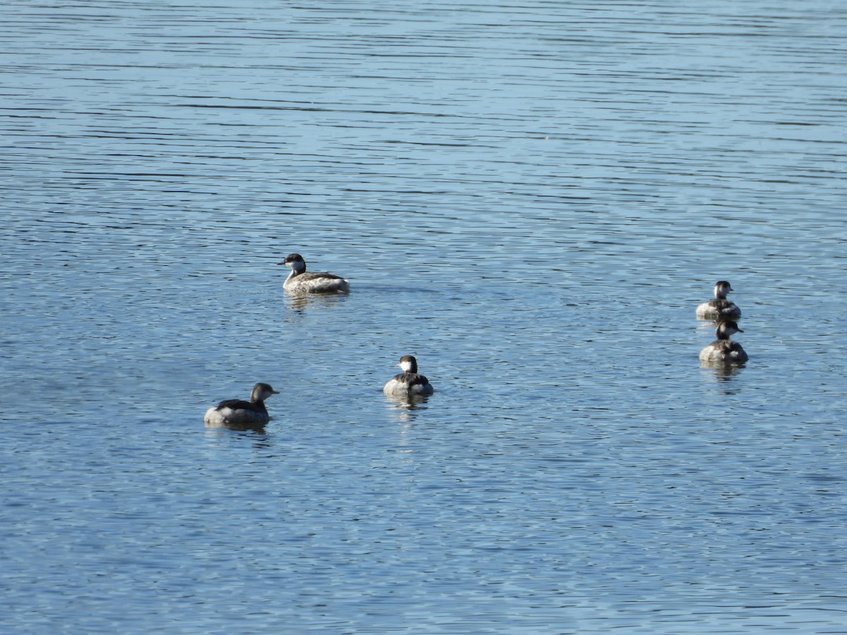 Zampullín Cuellirrojo - ML648767233