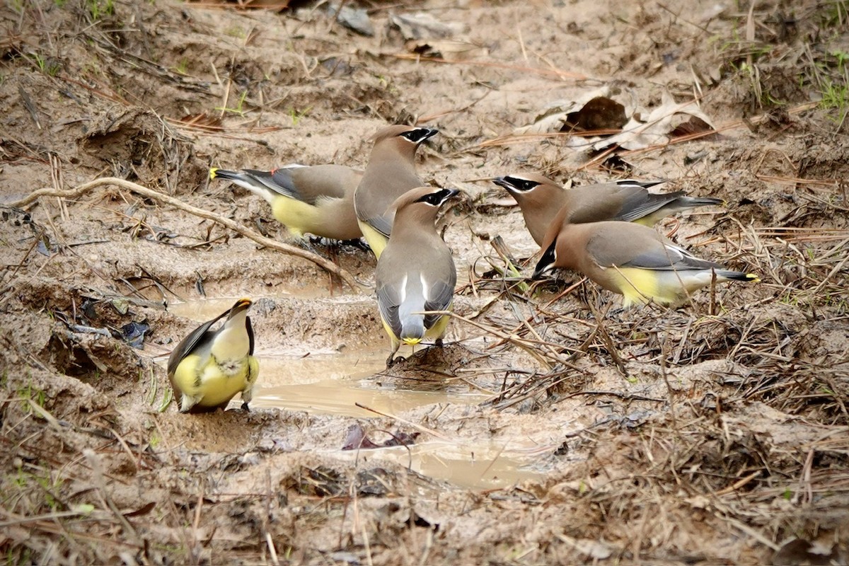 Cedar Waxwing - ML648767240