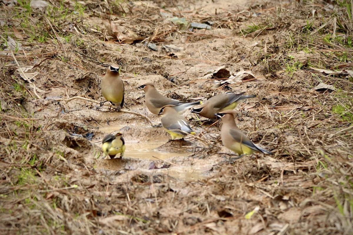 Cedar Waxwing - ML648767241