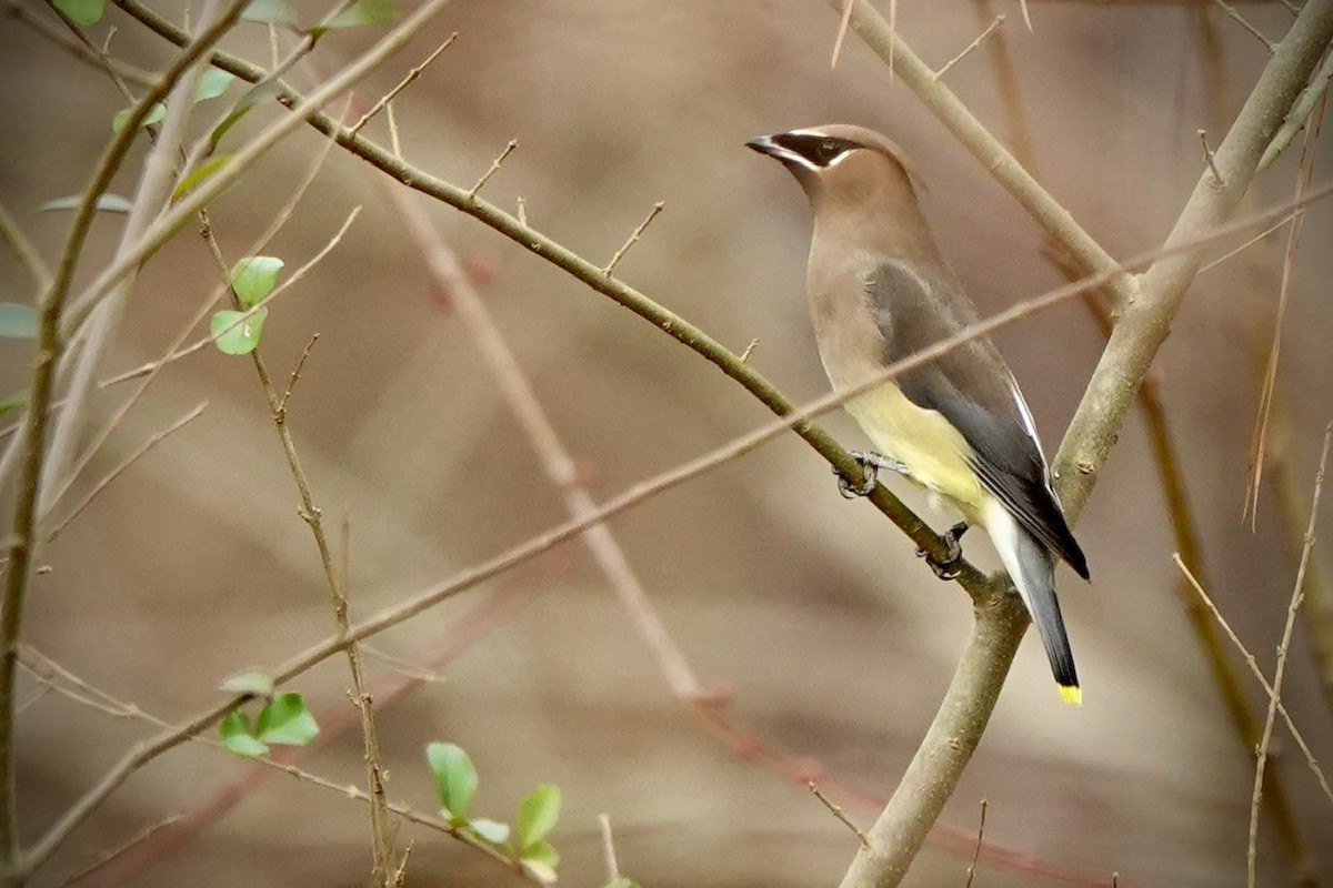 Cedar Waxwing - ML648767244