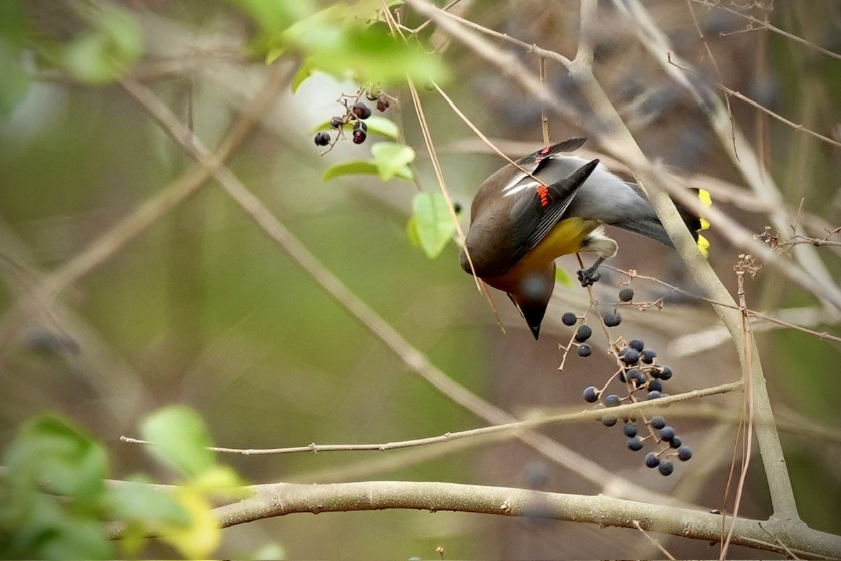 Cedar Waxwing - ML648767246