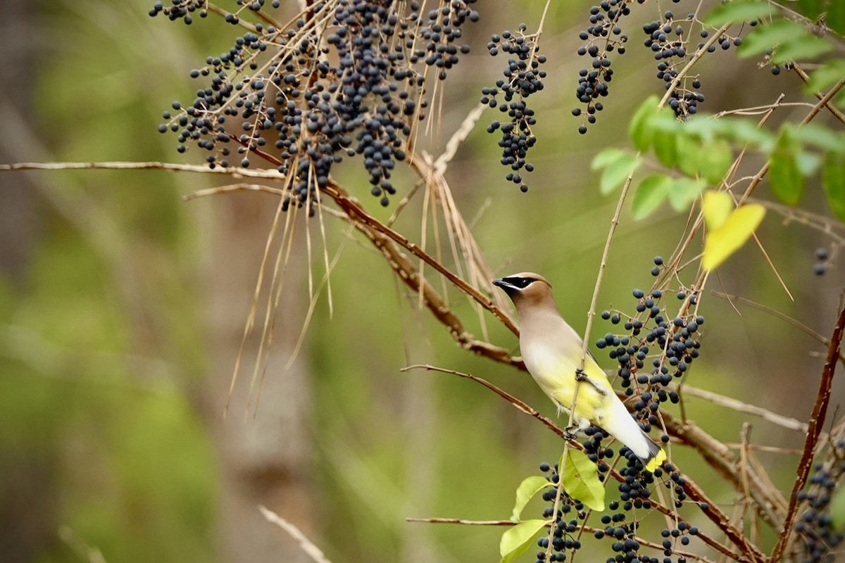 Cedar Waxwing - ML648767247
