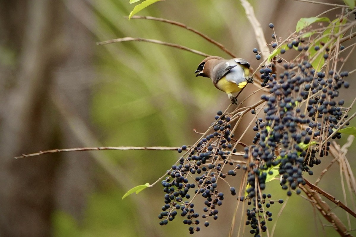 Cedar Waxwing - ML648767248