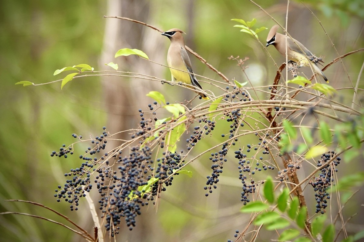 Cedar Waxwing - ML648767249