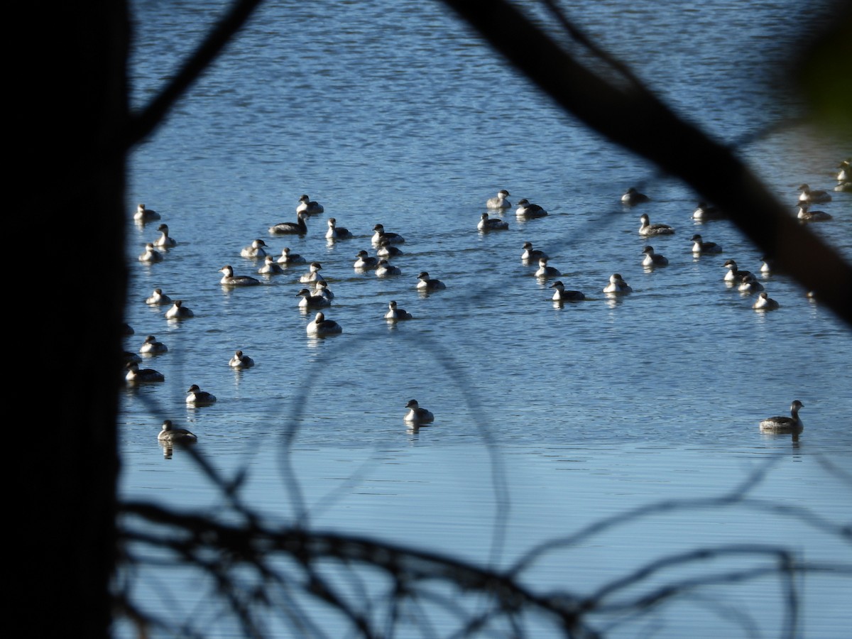 Zampullín Cuellirrojo - ML648767256