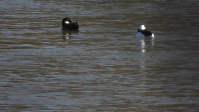 ヒメハジロ - ML648767343