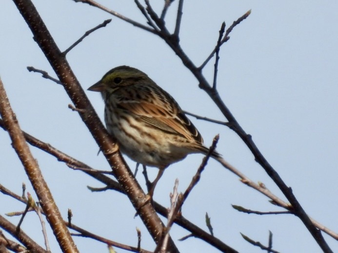 Savannah Serçesi - ML648767424