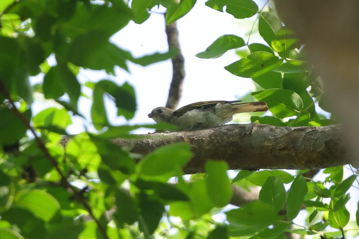 Lesser Honeyguide - ML648767427