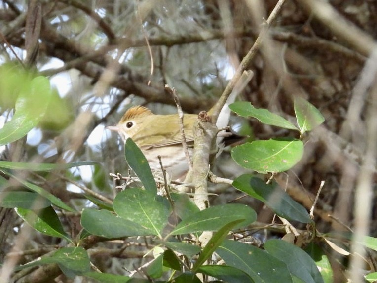 Fırıncı Ötleğen - ML648767431