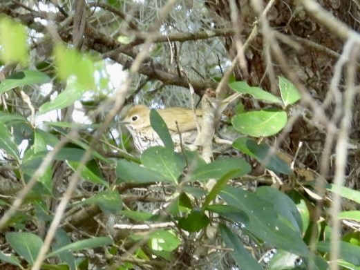 Fırıncı Ötleğen - ML648767432