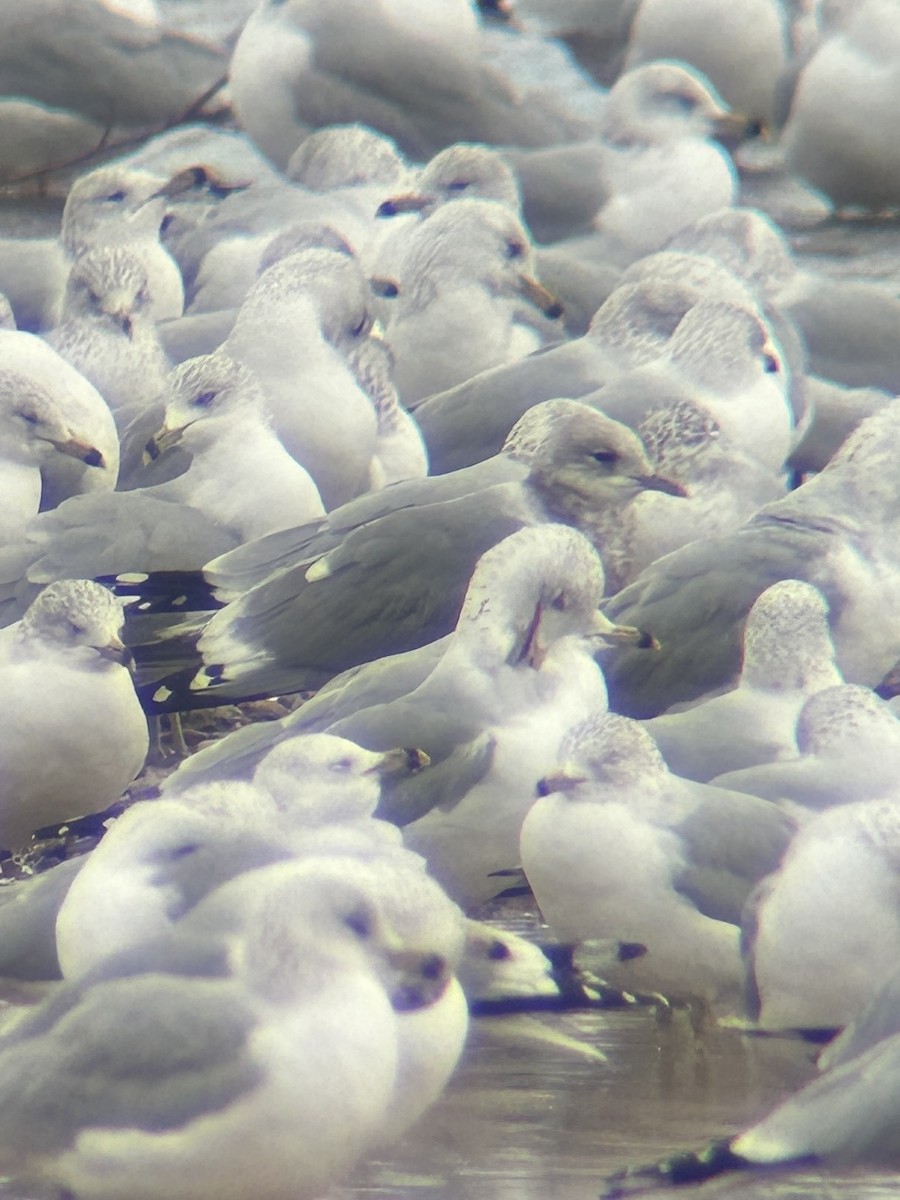 Gaviota de Alaska - ML648767511