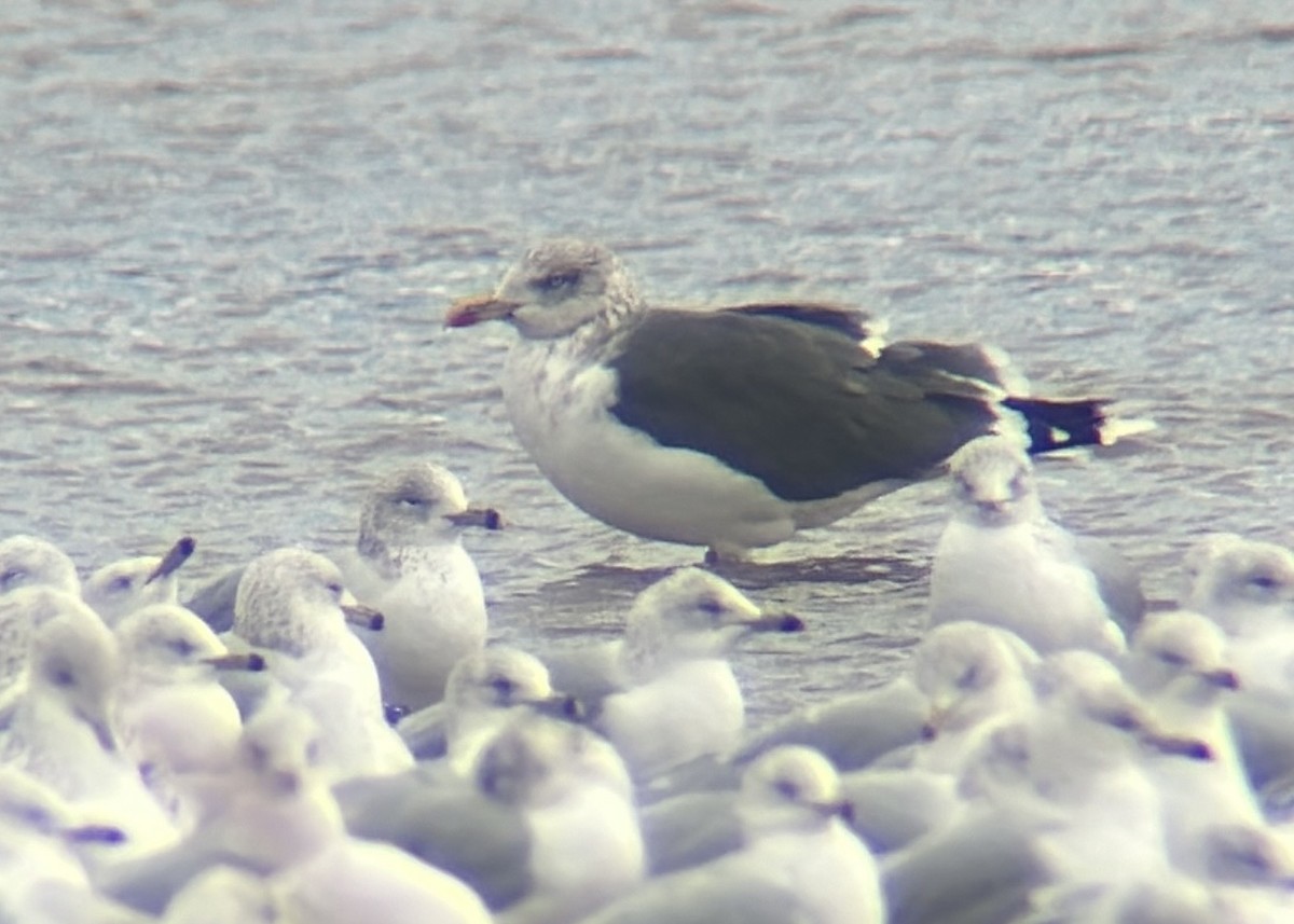 Gaviota Sombría - ML648767512
