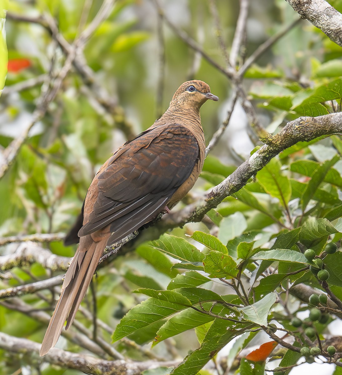 Амбонская кукушковая горлица - ML648767746