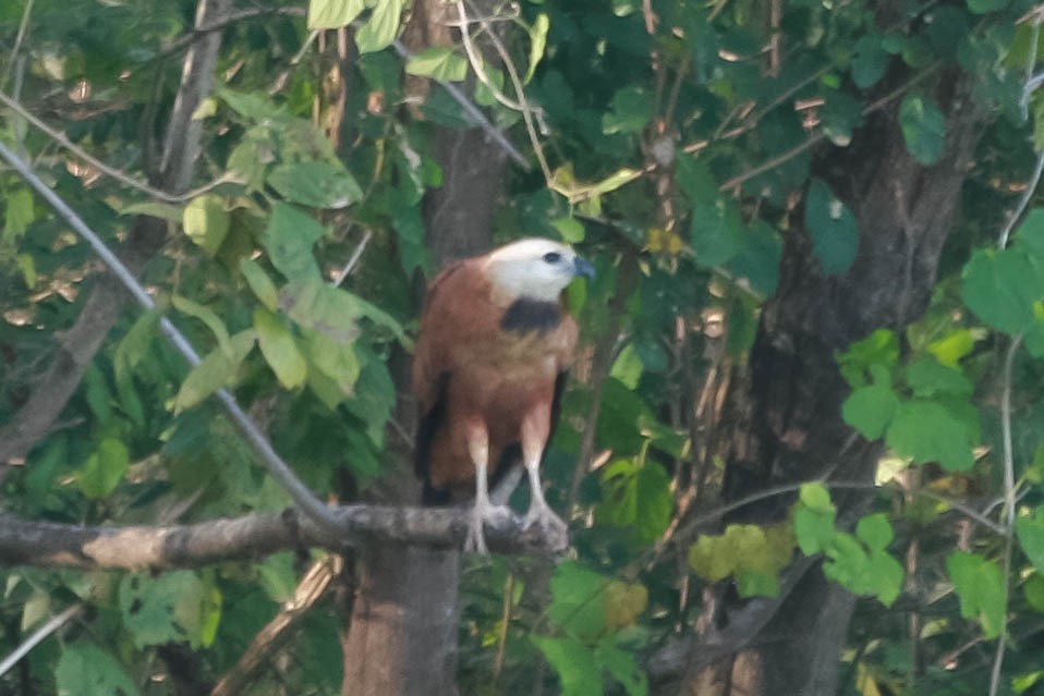 Black-collared Hawk - ML648767895