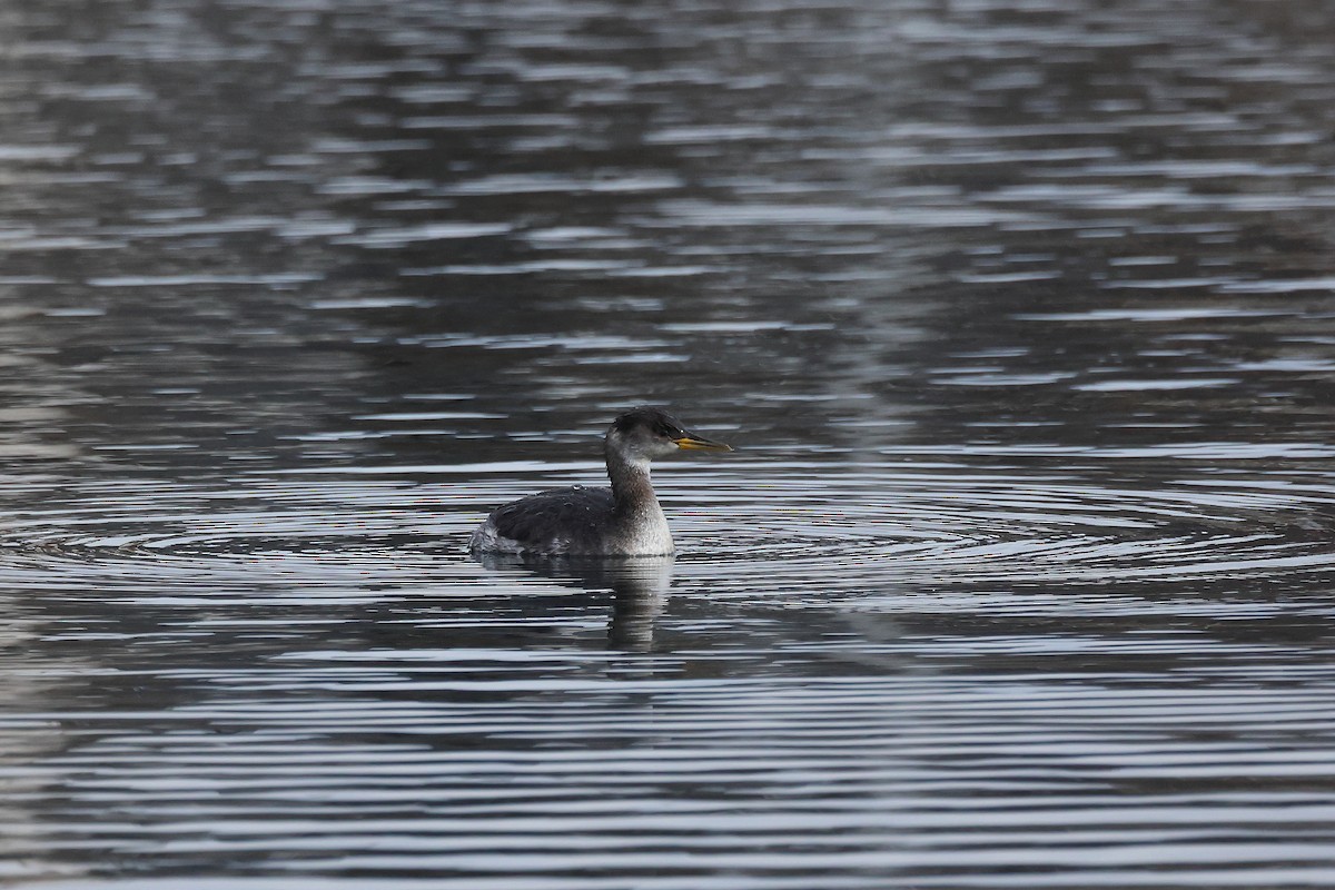 Somormujo Cuellirrojo - ML648767927