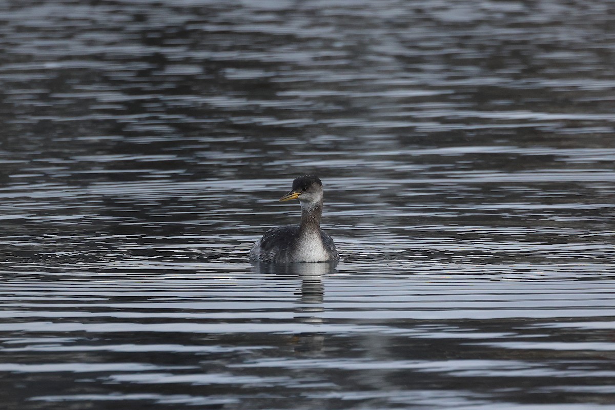 Somormujo Cuellirrojo - ML648767928