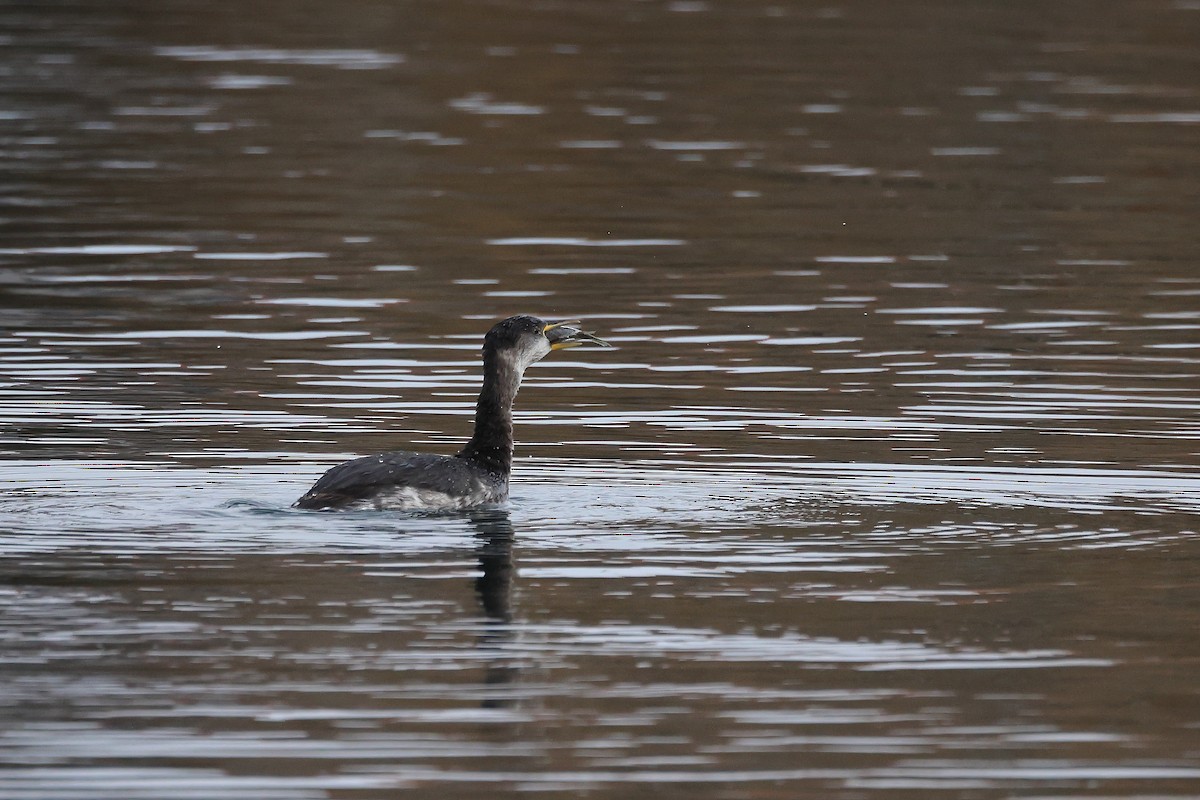 Somormujo Cuellirrojo - ML648767948