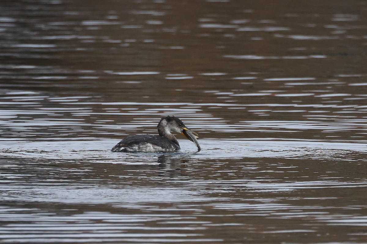 Somormujo Cuellirrojo - ML648767949