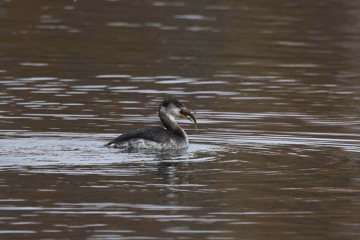 Somormujo Cuellirrojo - ML648767950