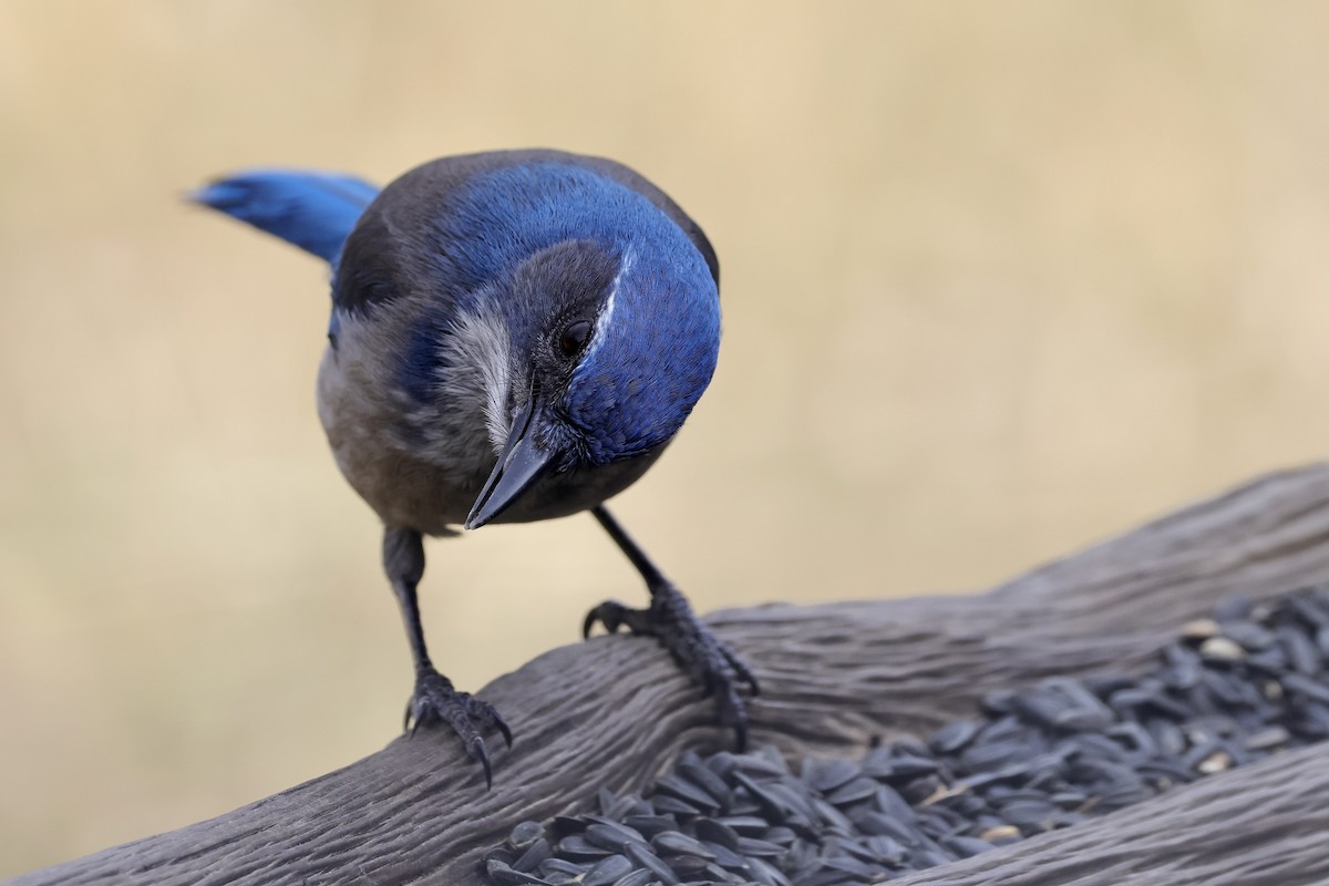 Chara de Woodhouse - ML648767966