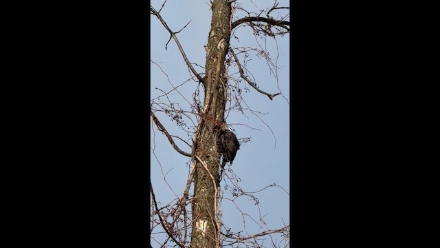 Хохлатая желна - ML648768146