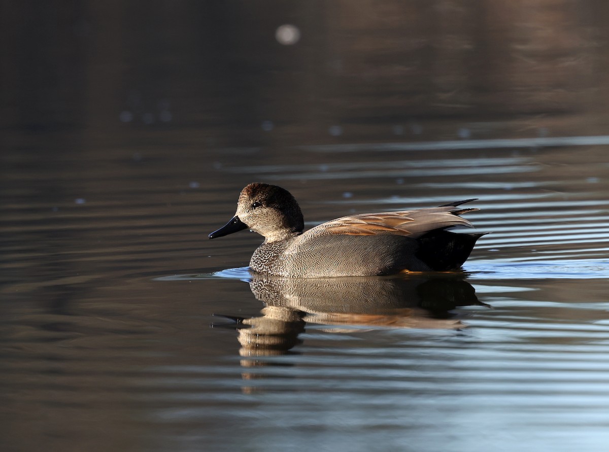 kopřivka obecná - ML648768229