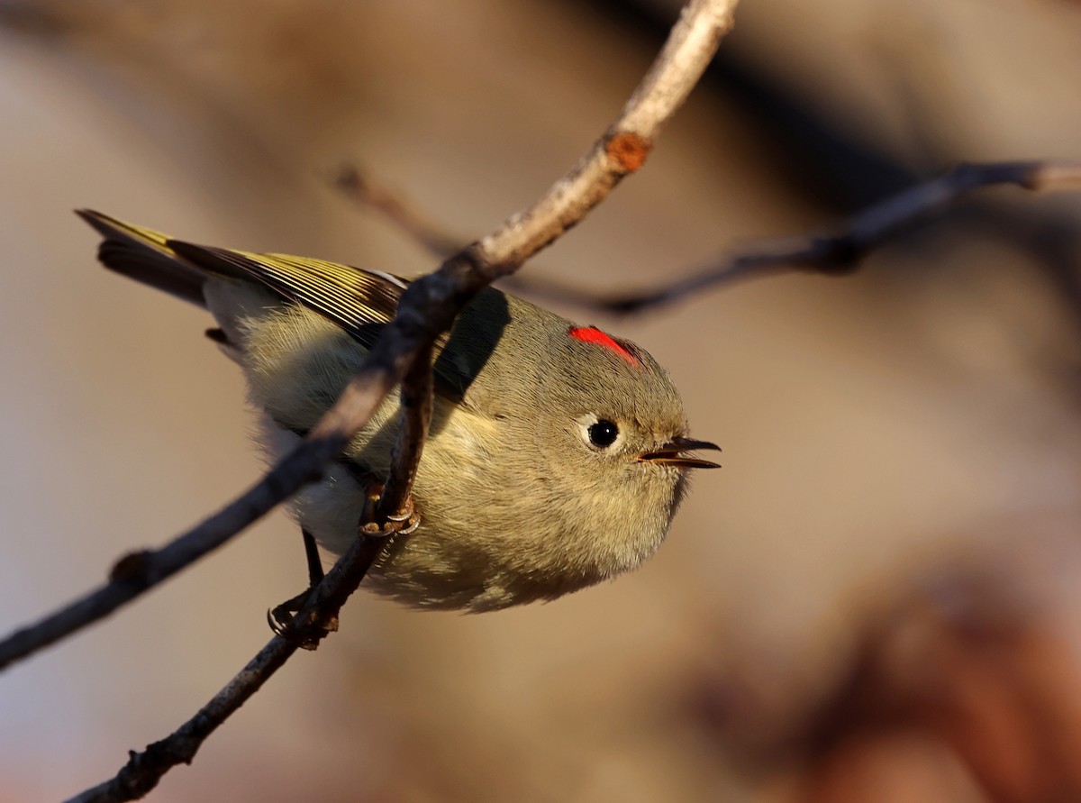 králíček americký - ML648768239