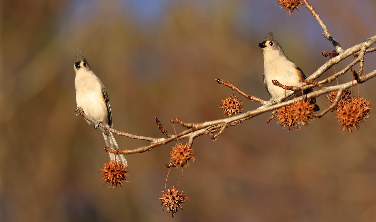 sýkora rezavoboká - ML648768260
