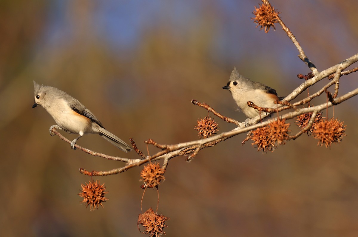 sýkora rezavoboká - ML648768261