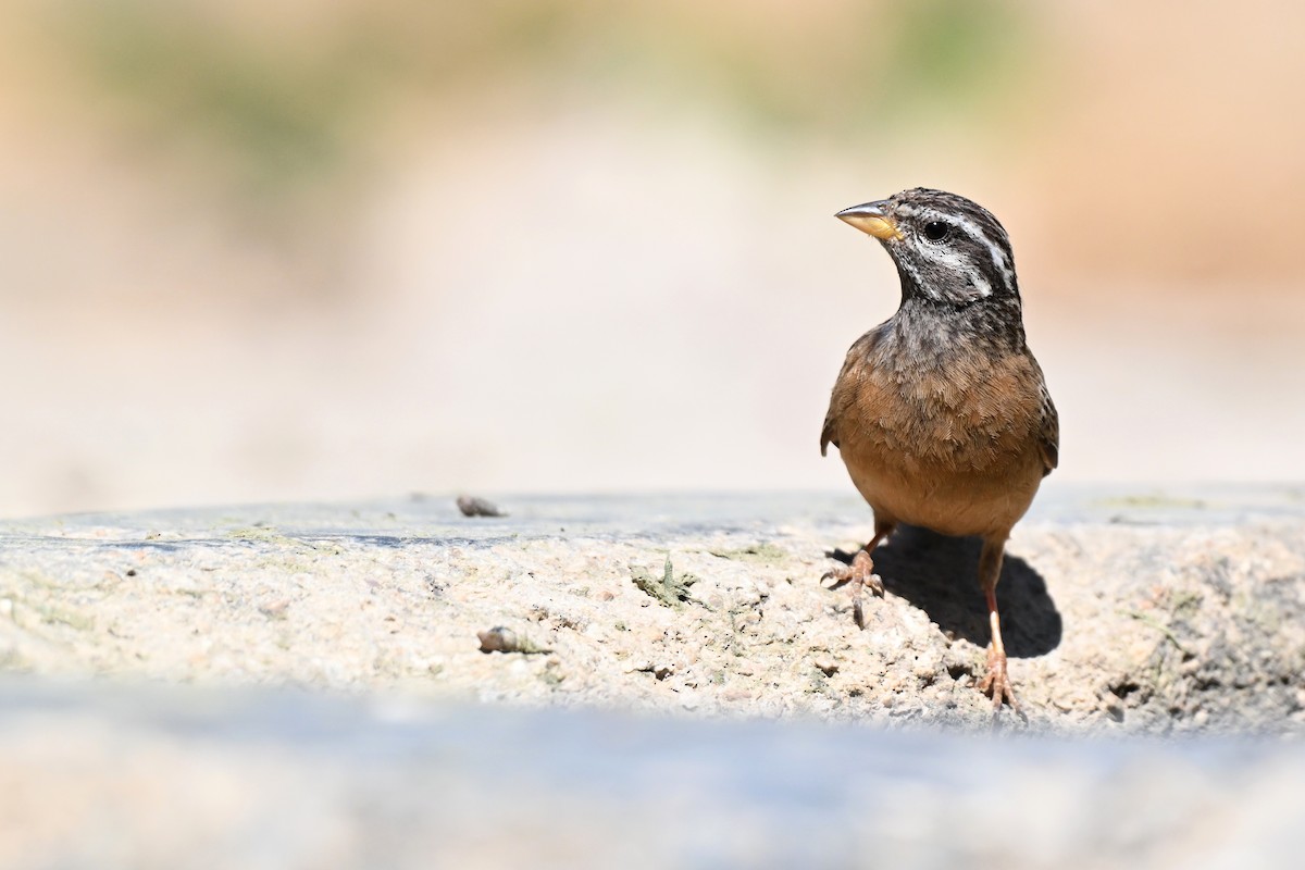 Afrika Kaya Çintesi - ML648768428