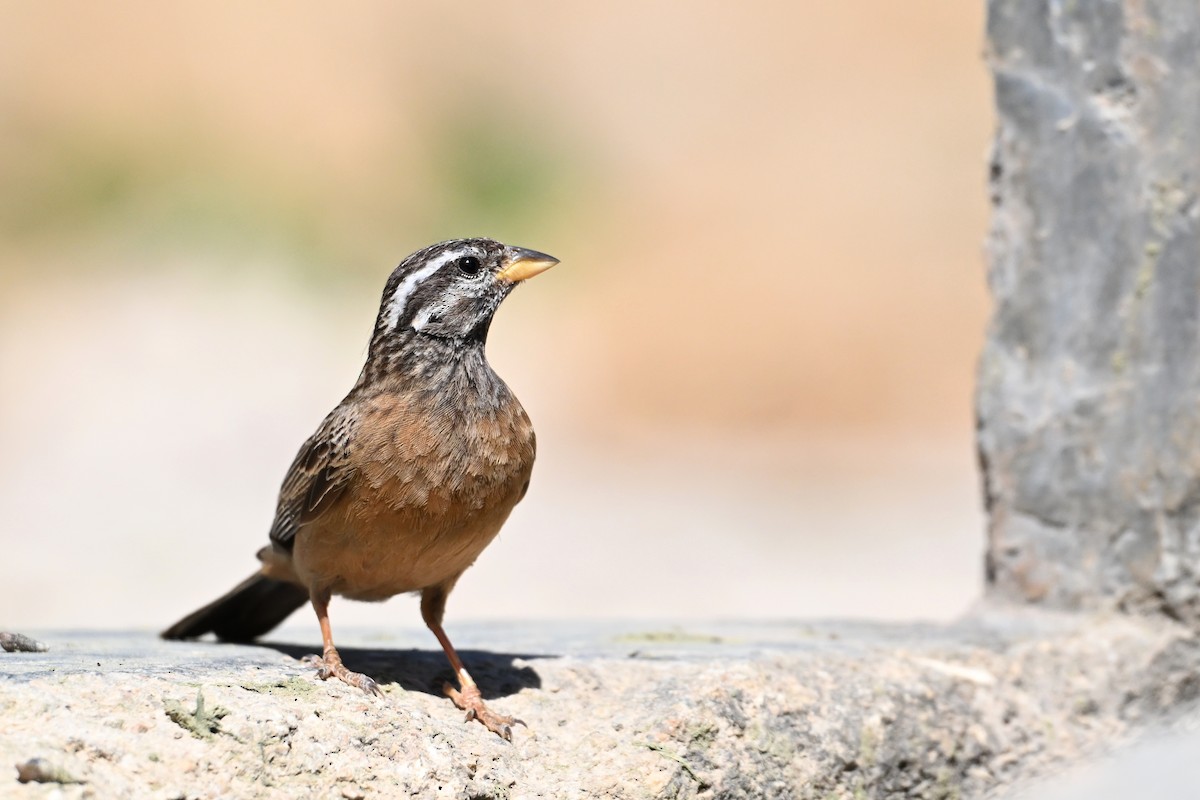 Afrika Kaya Çintesi - ML648768429