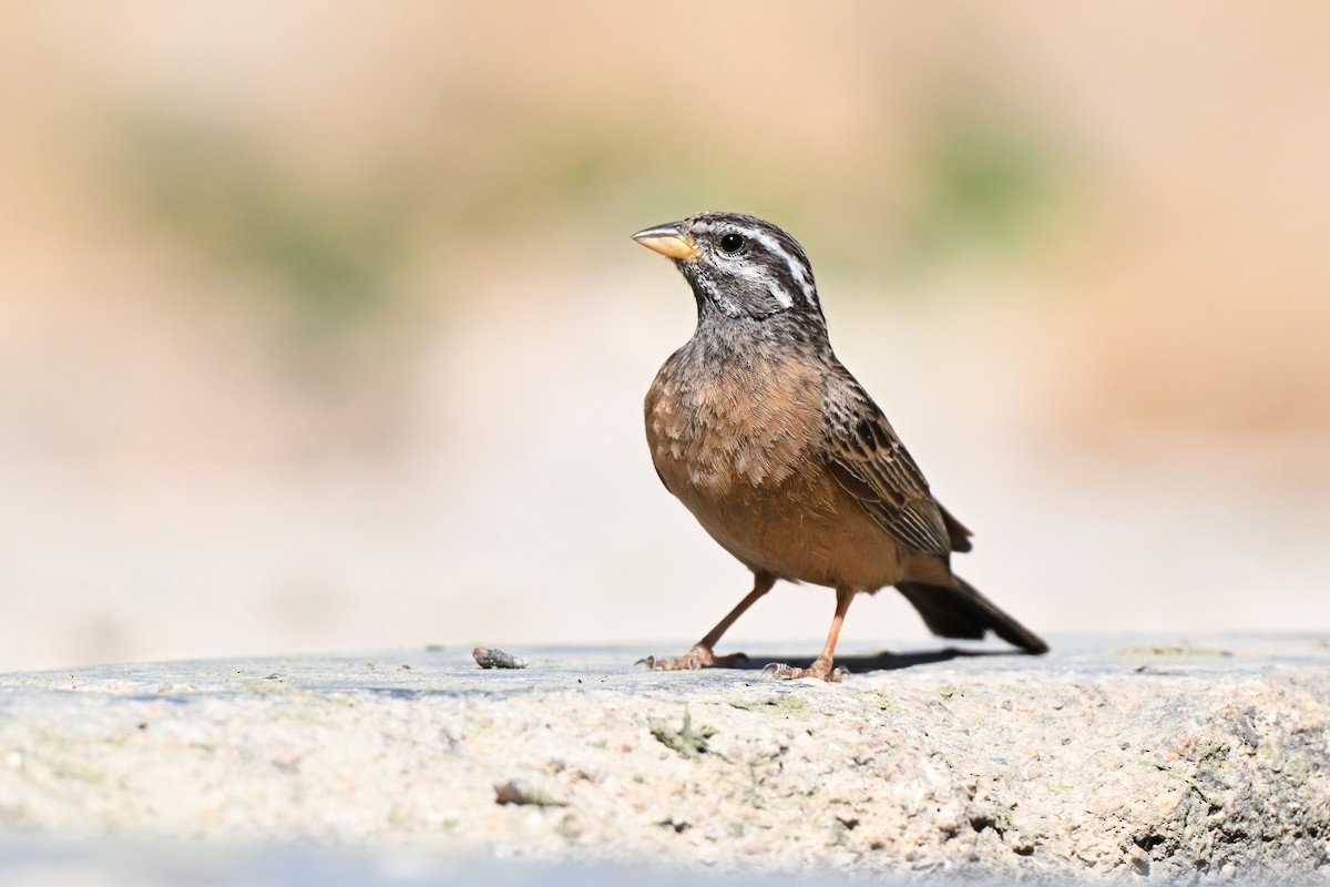 Afrika Kaya Çintesi - ML648768430