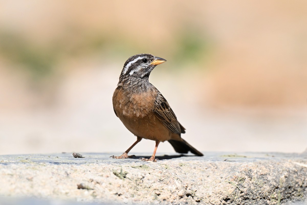 Afrika Kaya Çintesi - ML648768432