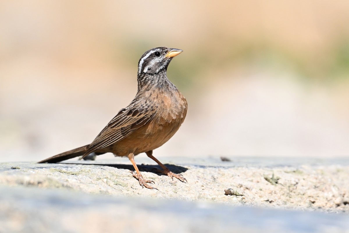 Afrika Kaya Çintesi - ML648768433