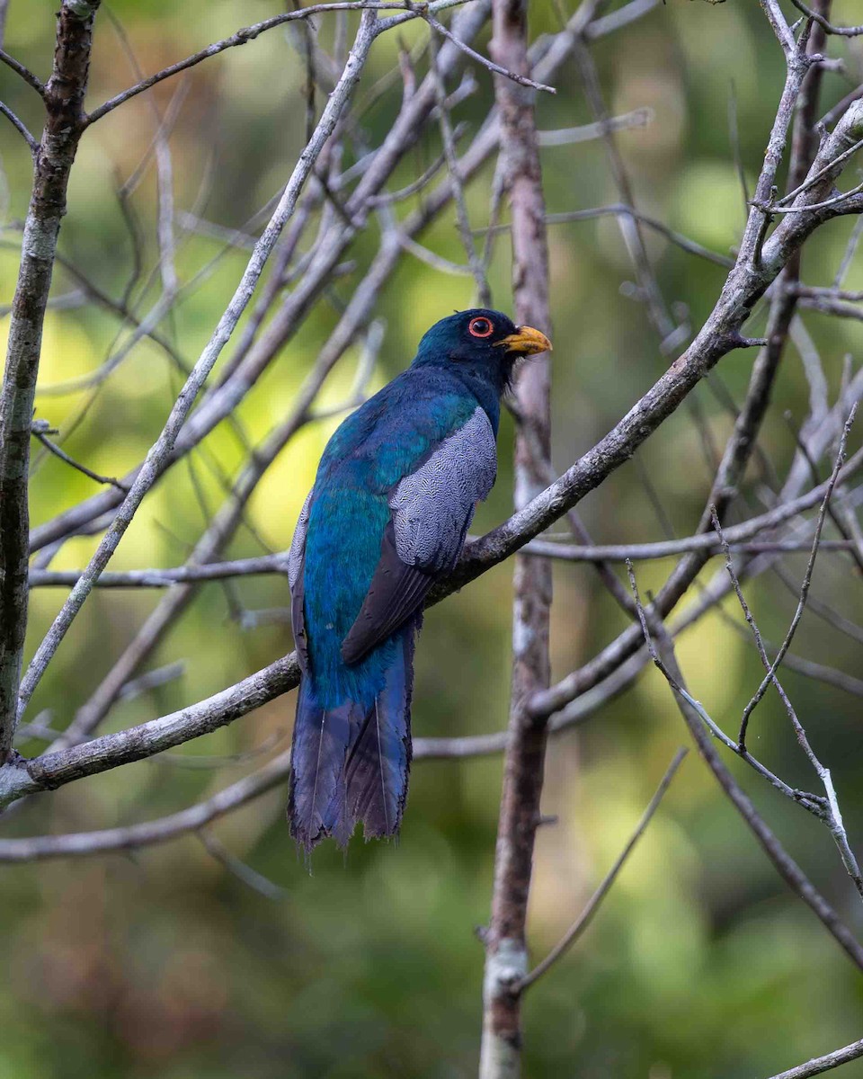 Schwarzschwanztrogon - ML648768512