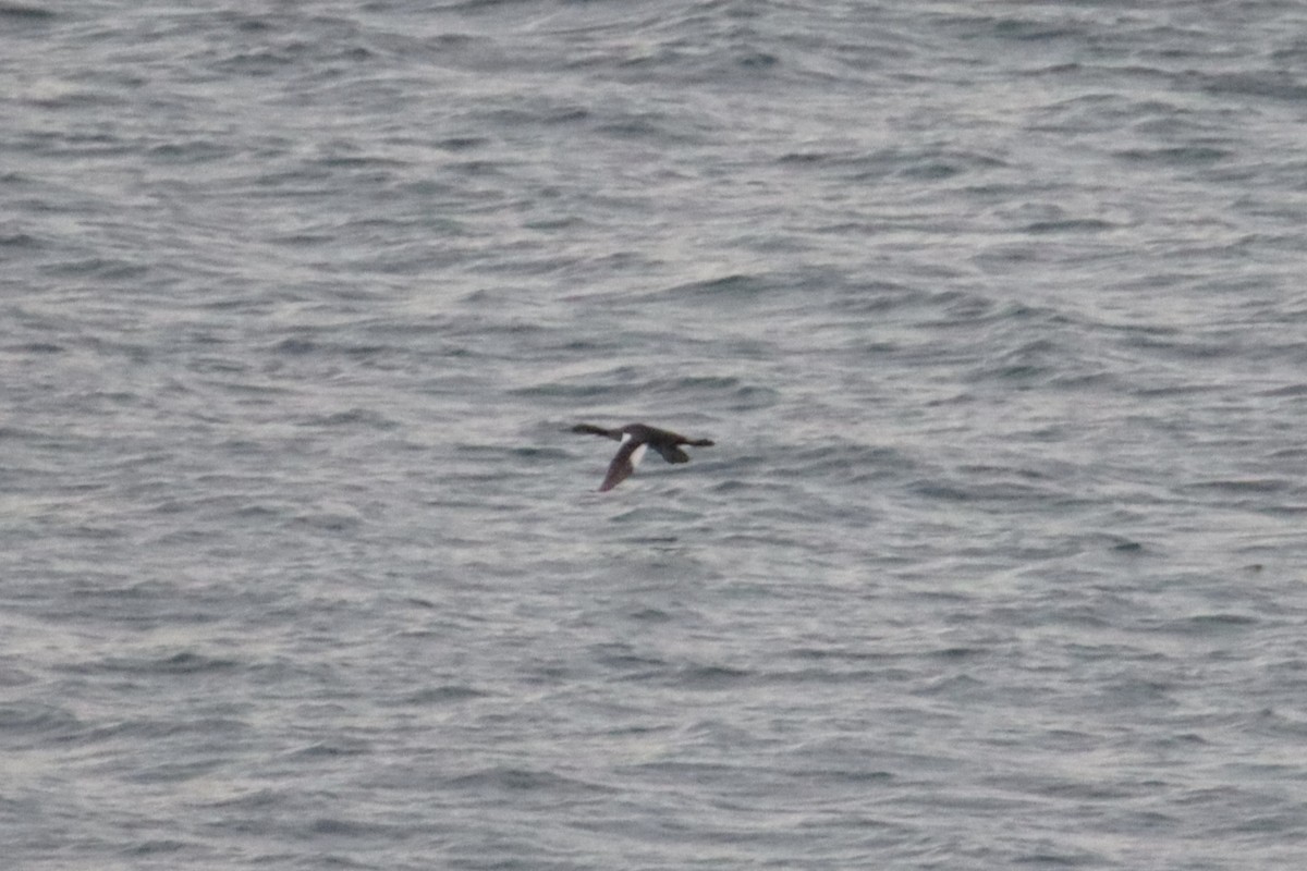 Somormujo Cuellirrojo - ML648768608