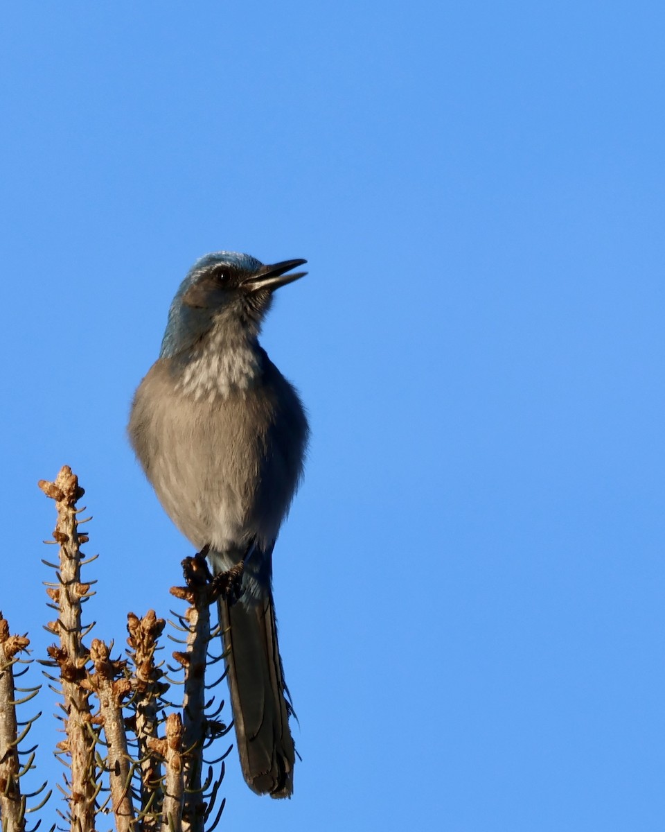 Chara de Woodhouse - ML648768621