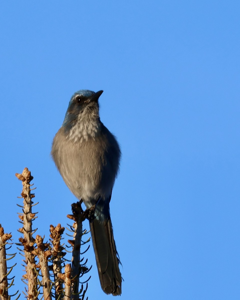 Chara de Woodhouse - ML648768622