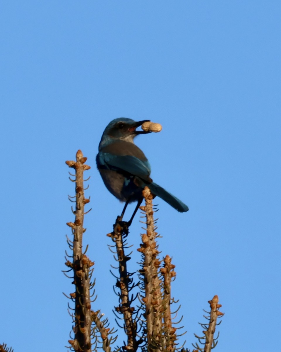 Chara de Woodhouse - ML648768623