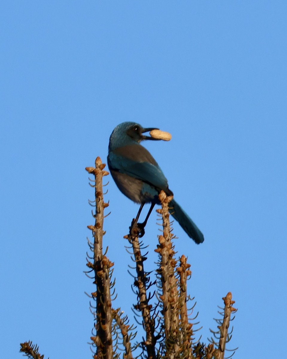 Chara de Woodhouse - ML648768624